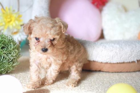 成約済の滋賀県のトイプードル-55404の4枚目