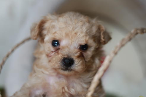 成約済の滋賀県のトイプードル-55404の3枚目