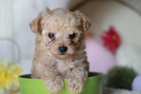 成約済の滋賀県のトイプードル-55404の2枚目