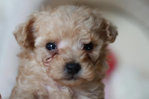 成約済の滋賀県のトイプードル-55404の1枚目