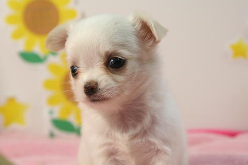 成約済の京都府のチワワ(ロングコート)-55801の4枚目