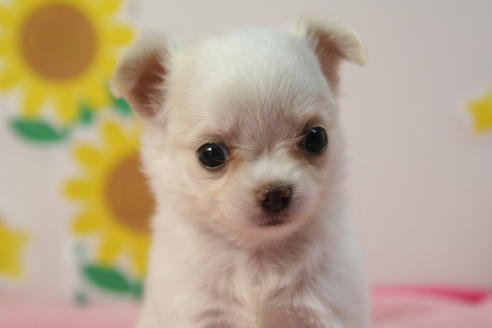 成約済の京都府のチワワ(ロングコート)-55801の3枚目