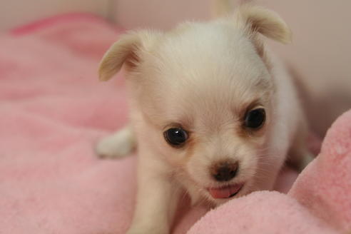 成約済の京都府のチワワ(ロングコート)-55801の2枚目