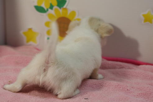 成約済の京都府のチワワ(ロングコート)-55801の1枚目