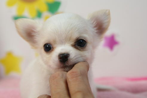 成約済の京都府のチワワ(ロングコート)-55802の4枚目