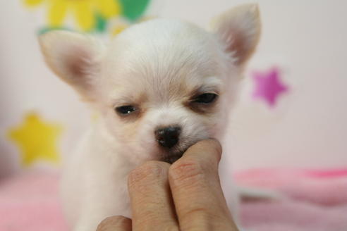 成約済の京都府のチワワ(ロングコート)-55802の3枚目