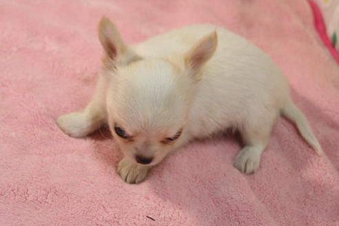 成約済の京都府のチワワ(ロングコート)-55802の2枚目