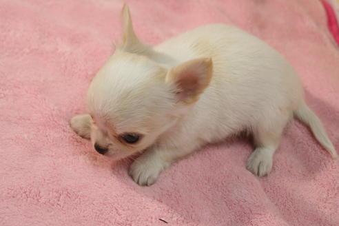 成約済の京都府のチワワ(ロングコート)-55802の1枚目