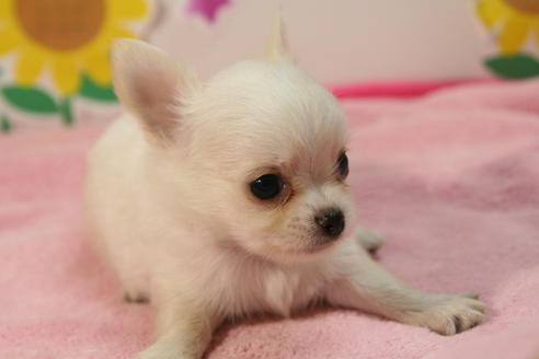 成約済の京都府のチワワ(ロングコート)-55804の2枚目