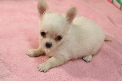 成約済の京都府のチワワ(ロングコート)-55804の1枚目