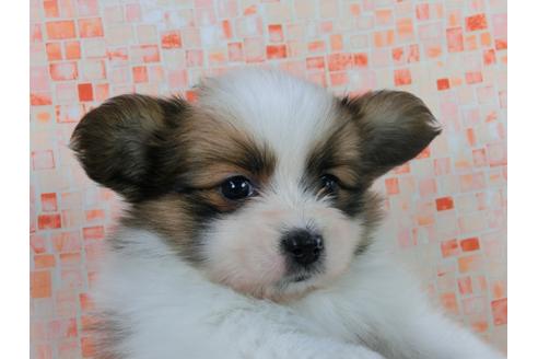 成約済の千葉県のパピヨン-54866の2枚目