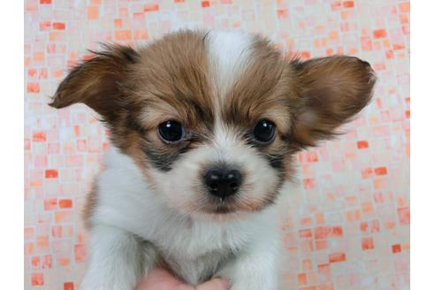 成約済の千葉県のパピヨン-54869の2枚目