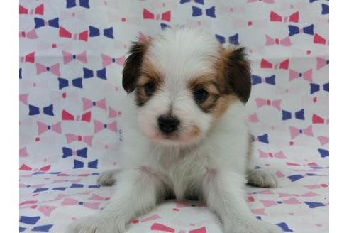 成約済の千葉県のパピヨン-55836の4枚目