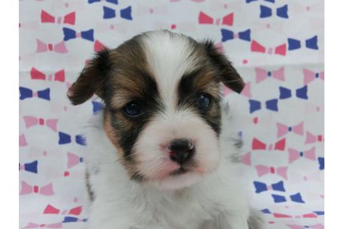 成約済の千葉県のパピヨン-55837の4枚目