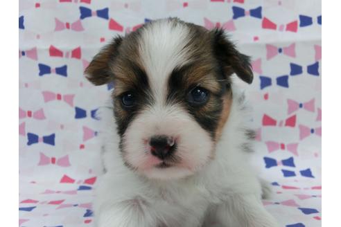 成約済の千葉県のパピヨン-55837の3枚目