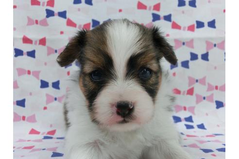 成約済の千葉県のパピヨン-55837の2枚目