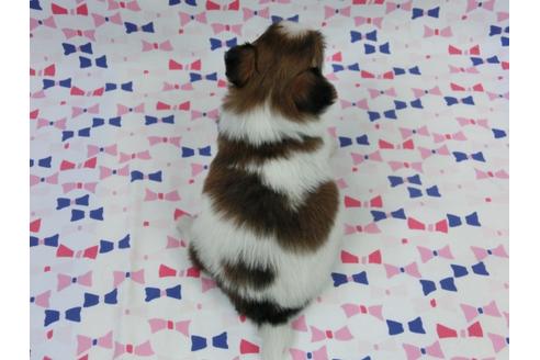 成約済の千葉県のパピヨン-55837の1枚目