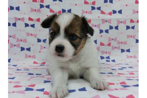 成約済の千葉県のパピヨン-55838の4枚目