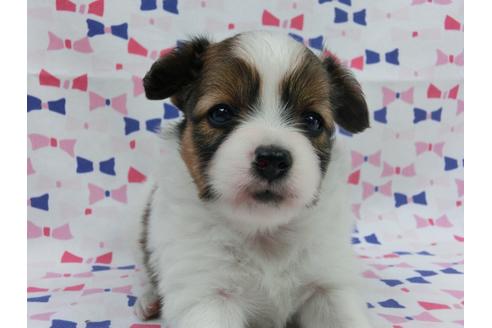 成約済の千葉県のパピヨン-55838の3枚目