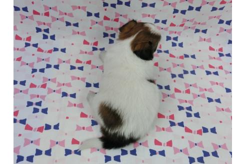 成約済の千葉県のパピヨン-55838の1枚目