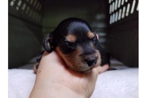 成約済の愛知県のカニンヘンダックスフンド(ロングヘアード)-55880の4枚目