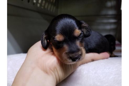 成約済の愛知県のカニンヘンダックスフンド(ロングヘアード)-55880の3枚目