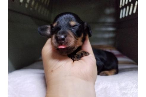 成約済の愛知県のカニンヘンダックスフンド(ロングヘアード)-55880の2枚目