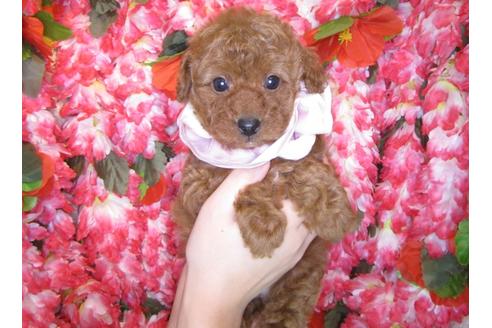 成約済の茨城県のトイプードル-55908の2枚目