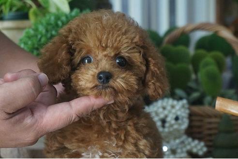 成約済の京都府のタイニープードル-53544の3枚目