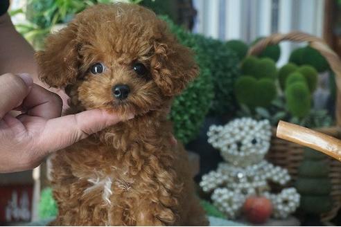 成約済の京都府のタイニープードル-53544の2枚目