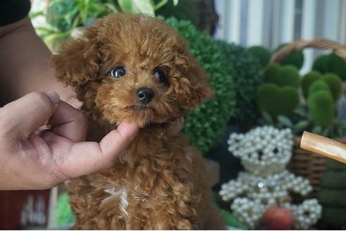 成約済の京都府のタイニープードル-53544の1枚目