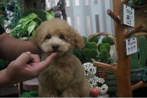 成約済の京都府のタイニープードル-52591の1枚目