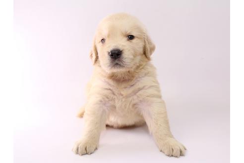 成約済の栃木県のゴールデンレトリーバー-55982の3枚目