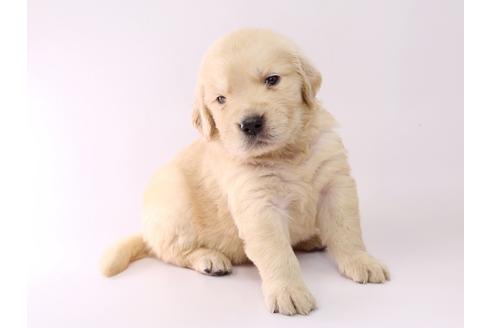 成約済の栃木県のゴールデンレトリーバー-55982の2枚目