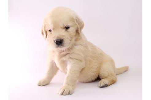 成約済の栃木県のゴールデンレトリーバー-55982の1枚目