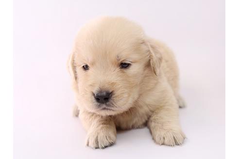 成約済の栃木県のゴールデンレトリーバー-55983の3枚目