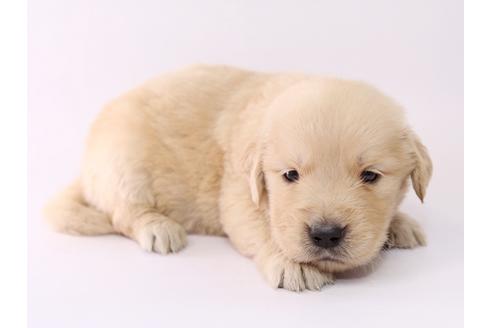 成約済の栃木県のゴールデンレトリーバー-55983の2枚目