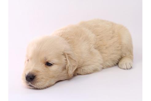 成約済の栃木県のゴールデンレトリーバー-55983の1枚目