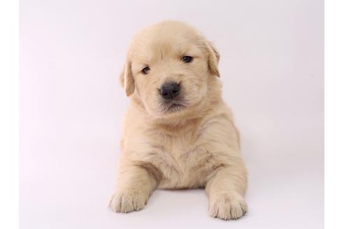 成約済の栃木県のゴールデンレトリーバー-55984の3枚目