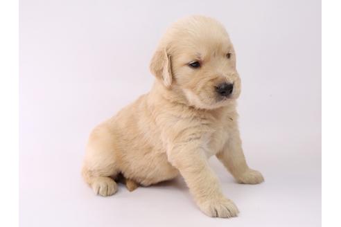 成約済の栃木県のゴールデンレトリーバー-55984の2枚目