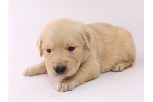 成約済の栃木県のゴールデンレトリーバー-55984の1枚目