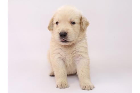 成約済の栃木県のゴールデンレトリーバー-55985の3枚目