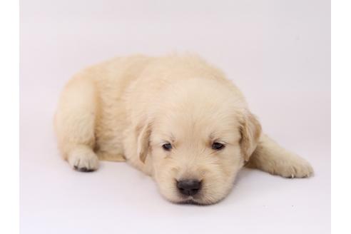 成約済の栃木県のゴールデンレトリーバー-55985の2枚目