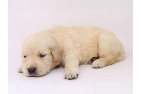 成約済の栃木県のゴールデンレトリーバー-55985の1枚目