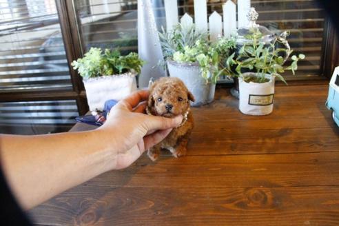 成約済の埼玉県のトイプードル-55994の5枚目