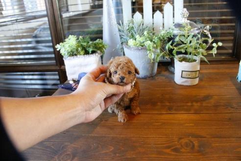 成約済の埼玉県のトイプードル-55994の4枚目