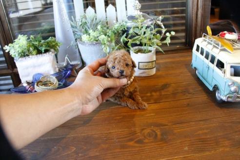 成約済の埼玉県のトイプードル-55994の2枚目