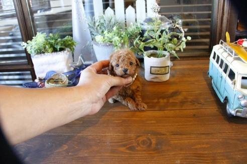 成約済の埼玉県のトイプードル-55994の1枚目