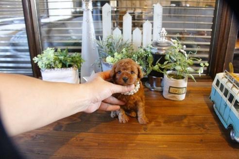 成約済の埼玉県のトイプードル-55996の5枚目