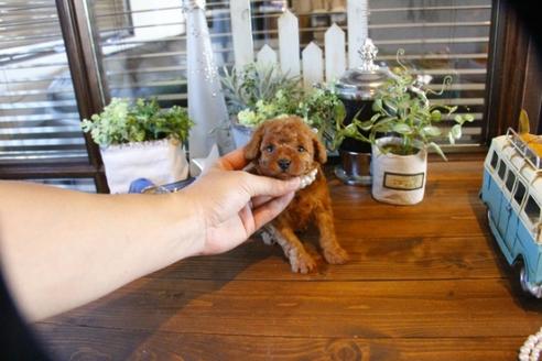 成約済の埼玉県のトイプードル-55996の4枚目